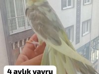 Sultan papağanı yavrularımız