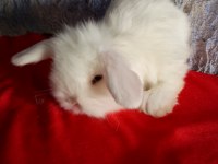 Teddy lop tavşan yavrular mavi göz