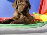 KAHVERENGİ MÜTHİŞ GÜZELLİKTE LABRADOR YAVRULAR