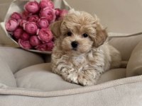POFUDUK MALTİPOO BEBEĞİMİZ