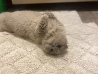 Ücretsiz kedimiz scottish fold