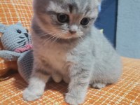 British shorthair dişi yavru