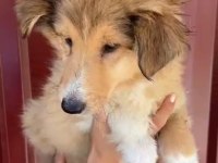 Köpeğimiz