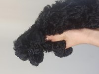 Poodle (black poodle)