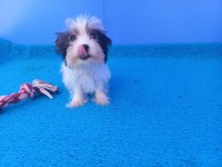 Neşe kaynağı morkie yavrularımız
