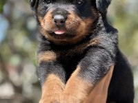Harika Anatomi Rottweiler Yavrular