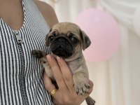 Pug Prensesler