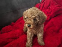 Eşsiz toy poodle dişi çikolata