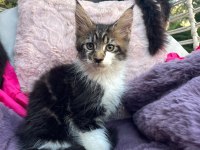 3 Aylık Orman Rengi Maine Coon Erkek