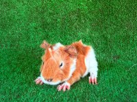 Sevimli guinea pigler için ulaşın
