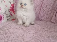 British Longhair Golden point Erkek