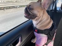 French bulldog köpeğimiz