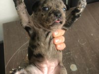 Black ve black Merle french bulldog yavrularımız