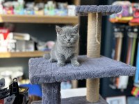 Ayı suratlı A kalite british shorthair