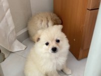 Pomeranian bebek 2 aylık