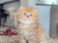 British longhair golden erkek