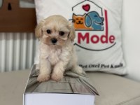 Show kalite tea cup kore maltipoo lar ziyarete açık
