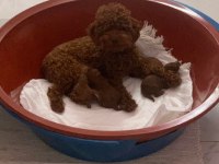 Mükemmel red brown toy poodle yavrular