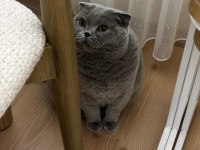 Scottish Fold Kızımızı Ücretsiz Sahiplendiriyoruz