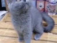 British Shorthair Yavrularımız Irk Ve Sağlık Garantili