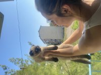 Mavi gözlü çikolata renk scottish fold yavrumuz
