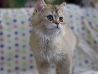British longhair erkek kediler