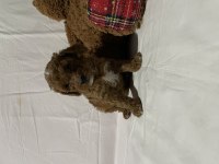 Irk ve sağlık garantili toy poodle bebekler