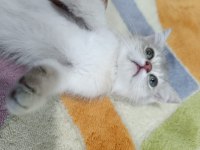 Golden british shorthair ay25