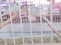 Minyatür Kumru (Diamon Dove)