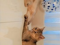 British shorthair golden de black golden yavrular