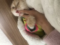 Çok uysal bir chinchilla kedisi