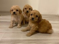 IRK VE SAĞLIK GARANTİ ORJİNAL MALTİPOO BEBEĞİMİZ