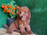 Toy Poodle Bebekler Referans Yavrular