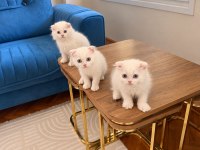 Orjinal Beyaz British Shorthair Yavru Mavi Gözlü