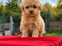Üst Kalite Maltipoo Yavrularımız