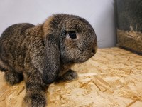 Mini Lop Tavşanı Erkek