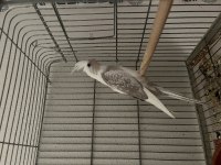 3 yaşında mecburiyetten satılık sultan papağanı takımlar