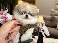 YAKIŞIKLI POMERANİAN OĞLUM BOSS