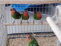 Lutino Taşıyıcı Parrotlar