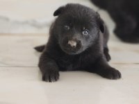 SİMSIYAH SOLİD BLACK ALMAN ÇOBAN KÖPEĞİ YAVRULARI