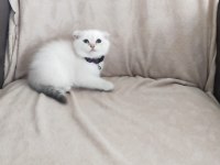 Son iki dişi scottish fold yavrum
