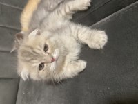 8 Haftalık tatlılar scottish fold