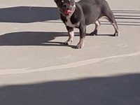 MİCRO BLUE TAN DİŞİ FRENCH BULLDOG