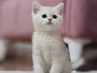 SAFKAN BRİTİSH SHORTHAİR SİLVER BLUE MAVİ GÖZ