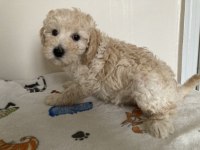 Anne altından poodle yavrular