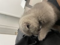 50 Günlük Dişi Scottish Fold