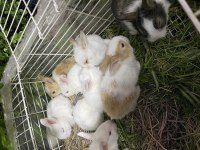 Pırıl pırıl 20 günlük bebek tavşanlar