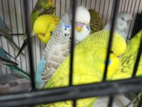 Jumbo muhabbet kuşu bayram şekerleri maşallah