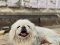 1.5 Yaşında Çok Zeki Dişi Pekinez Köpeği