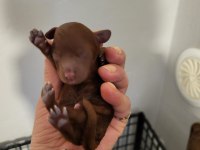 Koyu Renk Toy Poodle Bebekler Rezerve İlanıdır